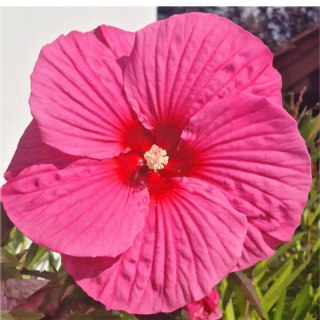 Hibiskus Bagienny 'Pink Chocolate' - Hibiscus Moscheutos 'Pink Chocolate'