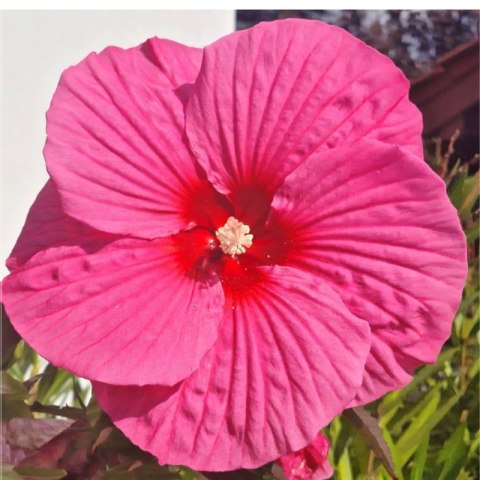 Hibiskus Bagienny 'Pink Chocolate' - Hibiscus Moscheutos 'Pink Chocolate'