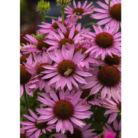 Jeżówka purpurowa - Echinacea purpurea 'Fountain Light Purple'