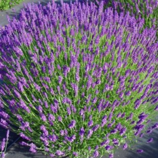 Lawenda wąskolistna - Lavandula angustifolia 'Hidcote Compacta'