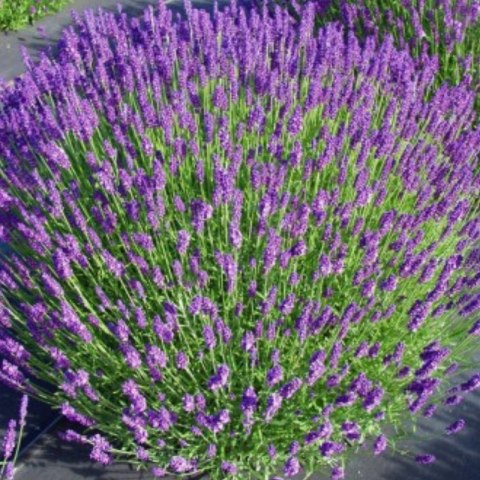 Lawenda wąskolistna - Lavandula angustifolia 'Hidcote Compacta'