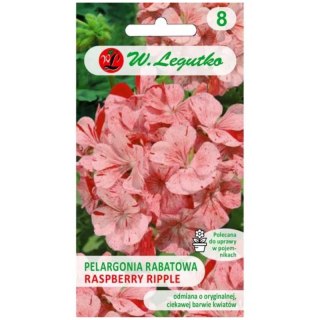 Pelargonia rabatowa 'Raspberry Ripple' Divas F1 - kwiaty pstre, pomarańczowo-czerwone