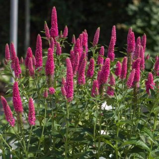 Przetacznik Długolistny - Veronica Longifolia 'First Love'