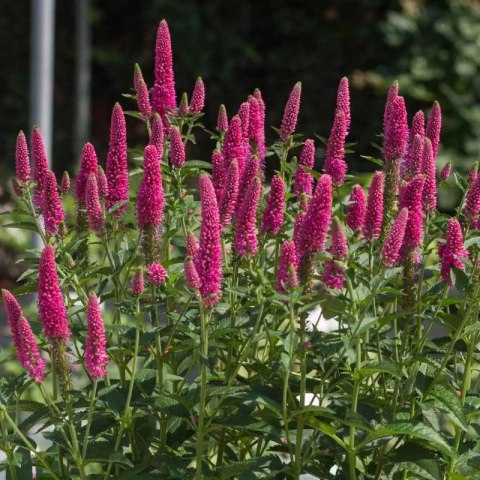 Przetacznik Długolistny - Veronica Longifolia 'First Love'