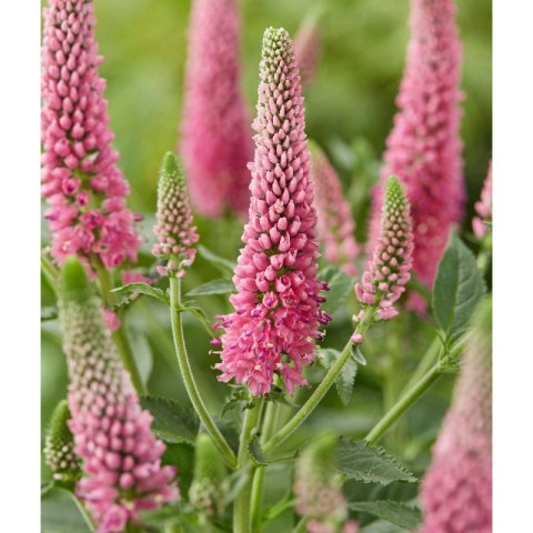 Przetacznik Długolistny - Veronica Longifolia 'First Love'
