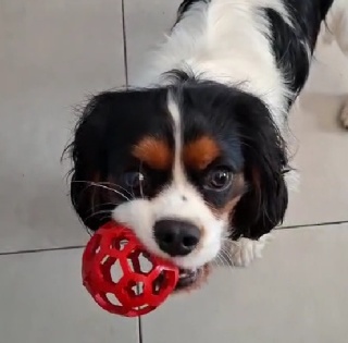 RecoFun Winky Ball S Red