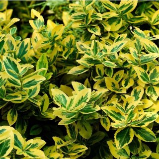 Trzmielina - Euonymus fortunei 'Emerald'n Gold'