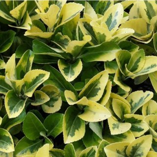 Trzmielina japońska - Euonymus japonica 'Aureomarginatus'