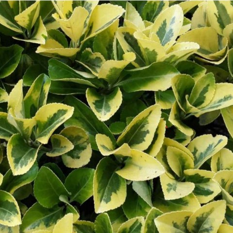 Trzmielina japońska - Euonymus japonica 'Aureomarginatus'