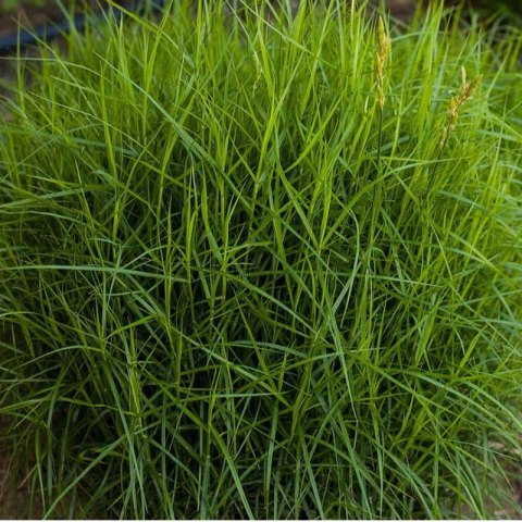 Turzyca Palmowa - Carex Muskingumensis 'Little Midge'