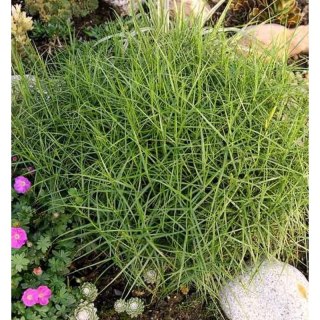 Turzyca Palmowa - Carex Muskingumensis 'Little Midge'
