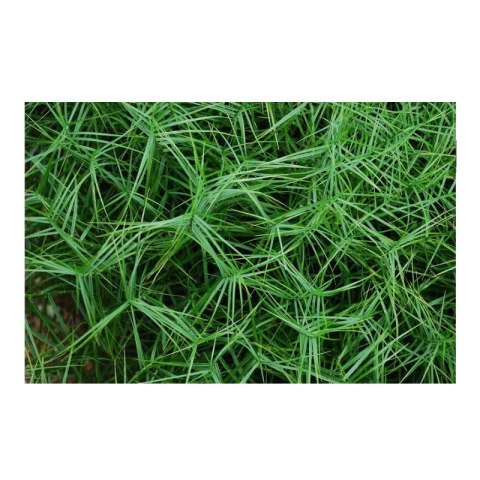 Turzyca Palmowa - Carex Muskingumensis 'Little Midge'