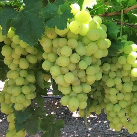 Winorośl owocowa - Vitis 'Solaris'