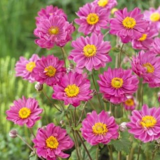 Zawilec - Anemone Hupehensis 'Margarete'