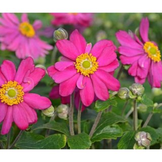 Zawilec - Anemone Hupehensis 'Margarete'