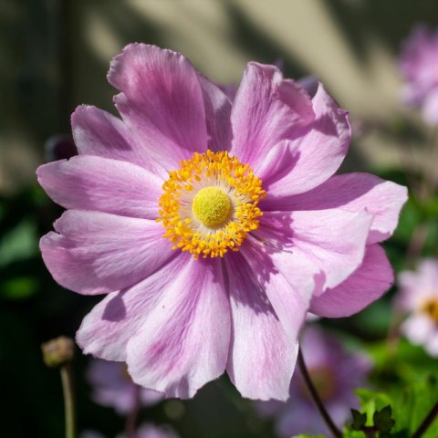 Zawilec - Anemone Hupehensis 'Margarete'