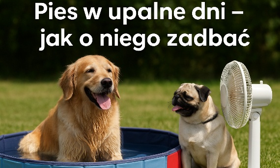 Pies w upalne dni – jak o niego zadbać, czego unikać i co musisz wiedzieć?