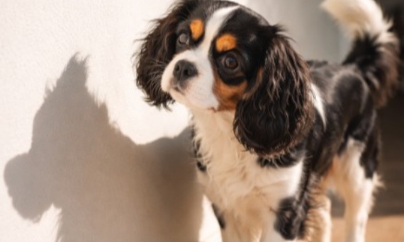 Czy pies może bać się własnego cienia? Zabawna historia z życia i co mówi o psiej psychice