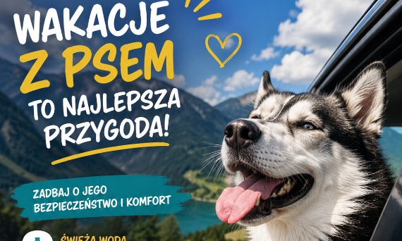 10 rzeczy, które warto mieć dla psa przed wakacyjnym wyjazdem