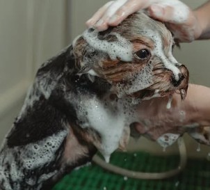 Specjalistyczne szmapony