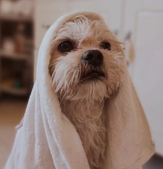 Szampon do jasnej sierści