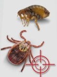 Pchły i kleszce