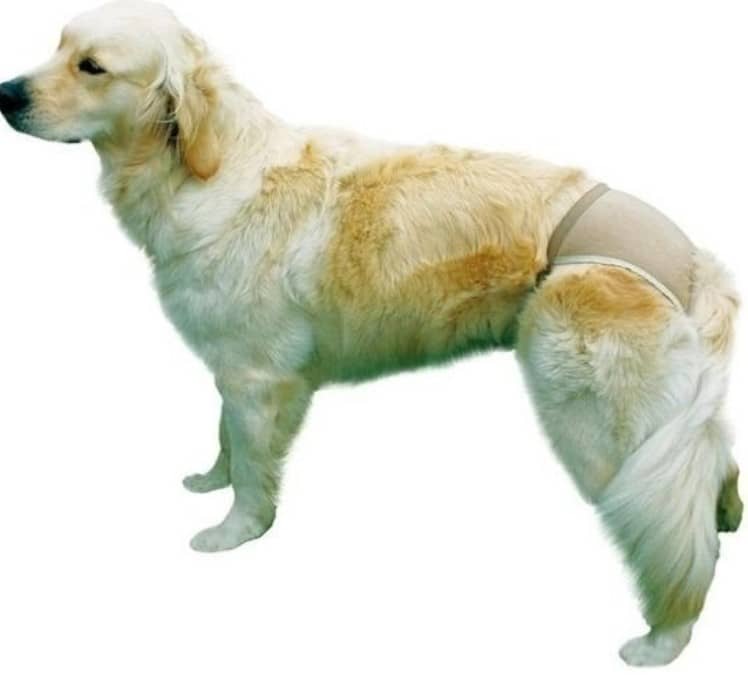 Majtki Ochronne Dla Suczki